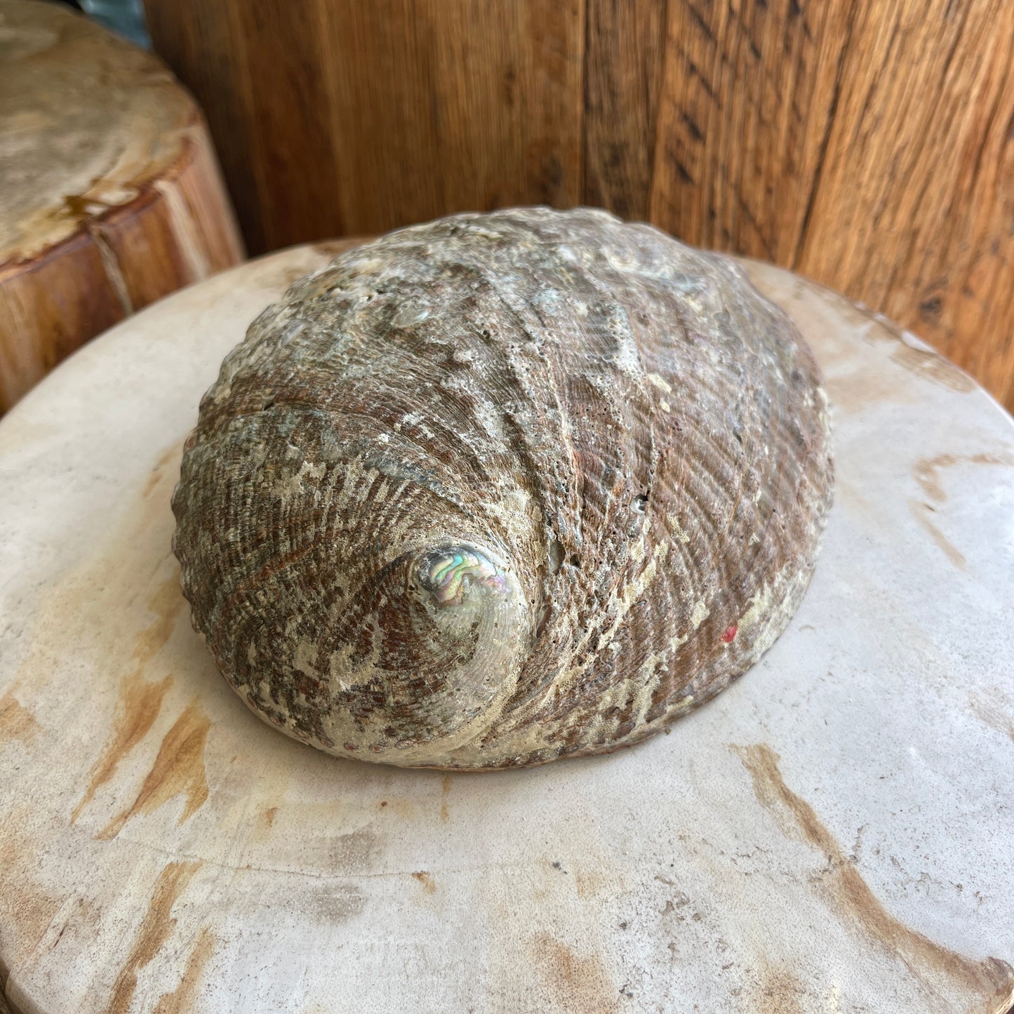 Large shell on a wooden surface with a wooden background