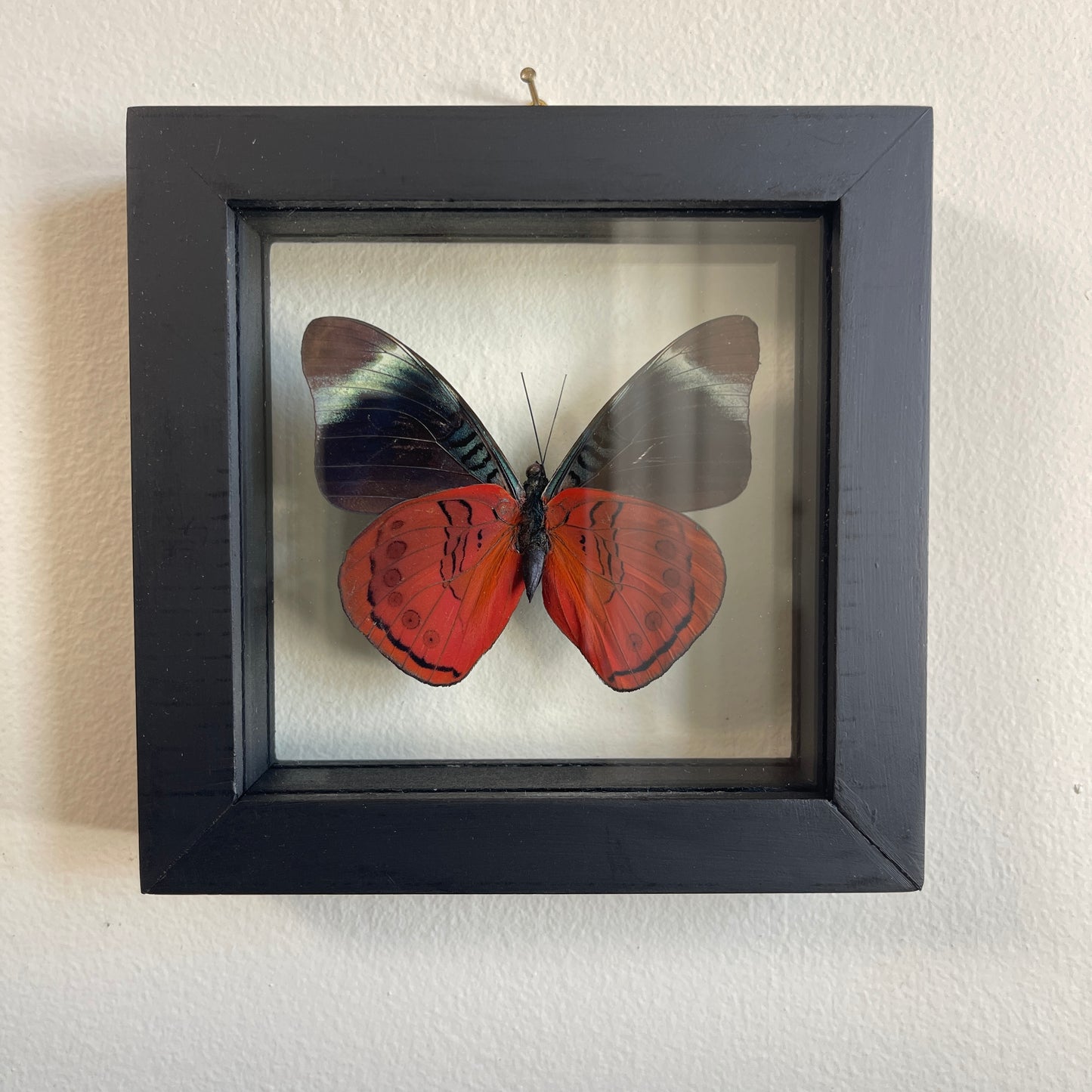 Butterfly in a black frame on a white wall