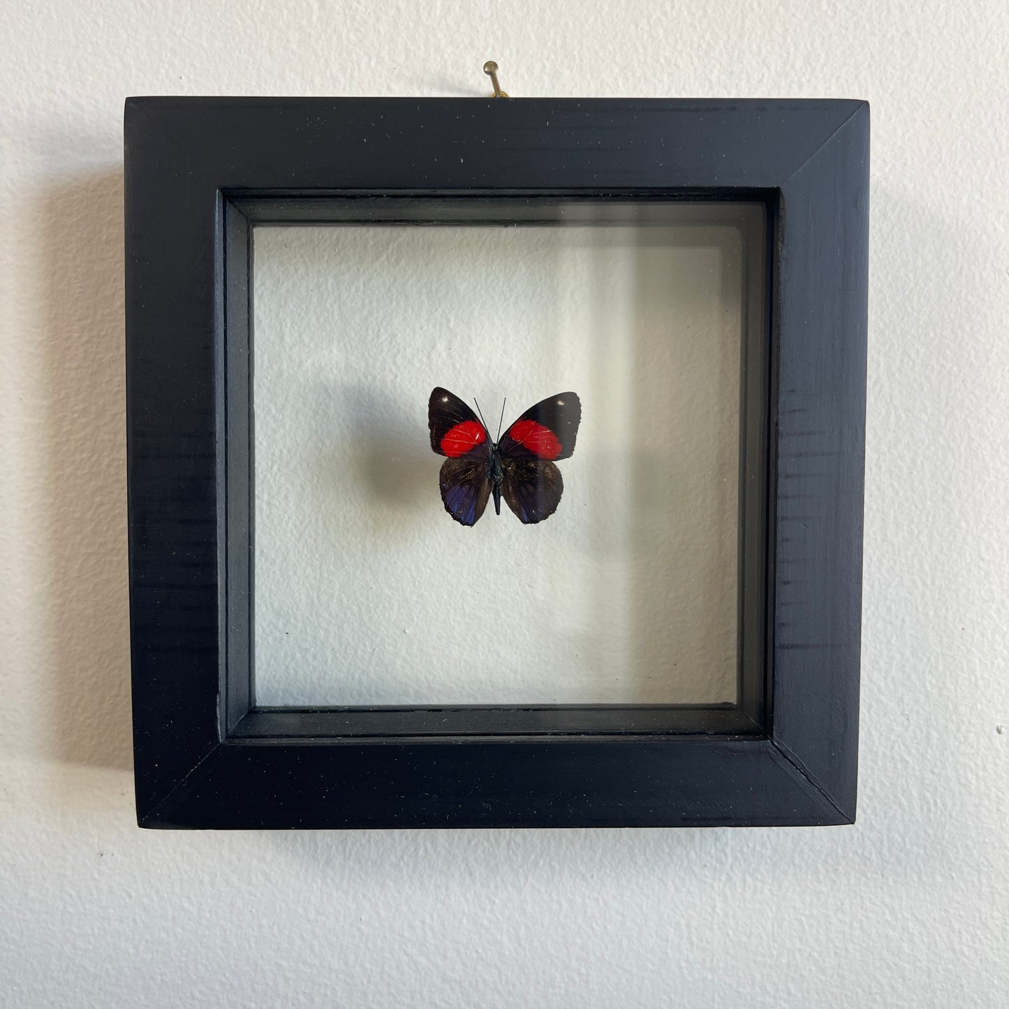 Butterfly in a black frame on a white wall
