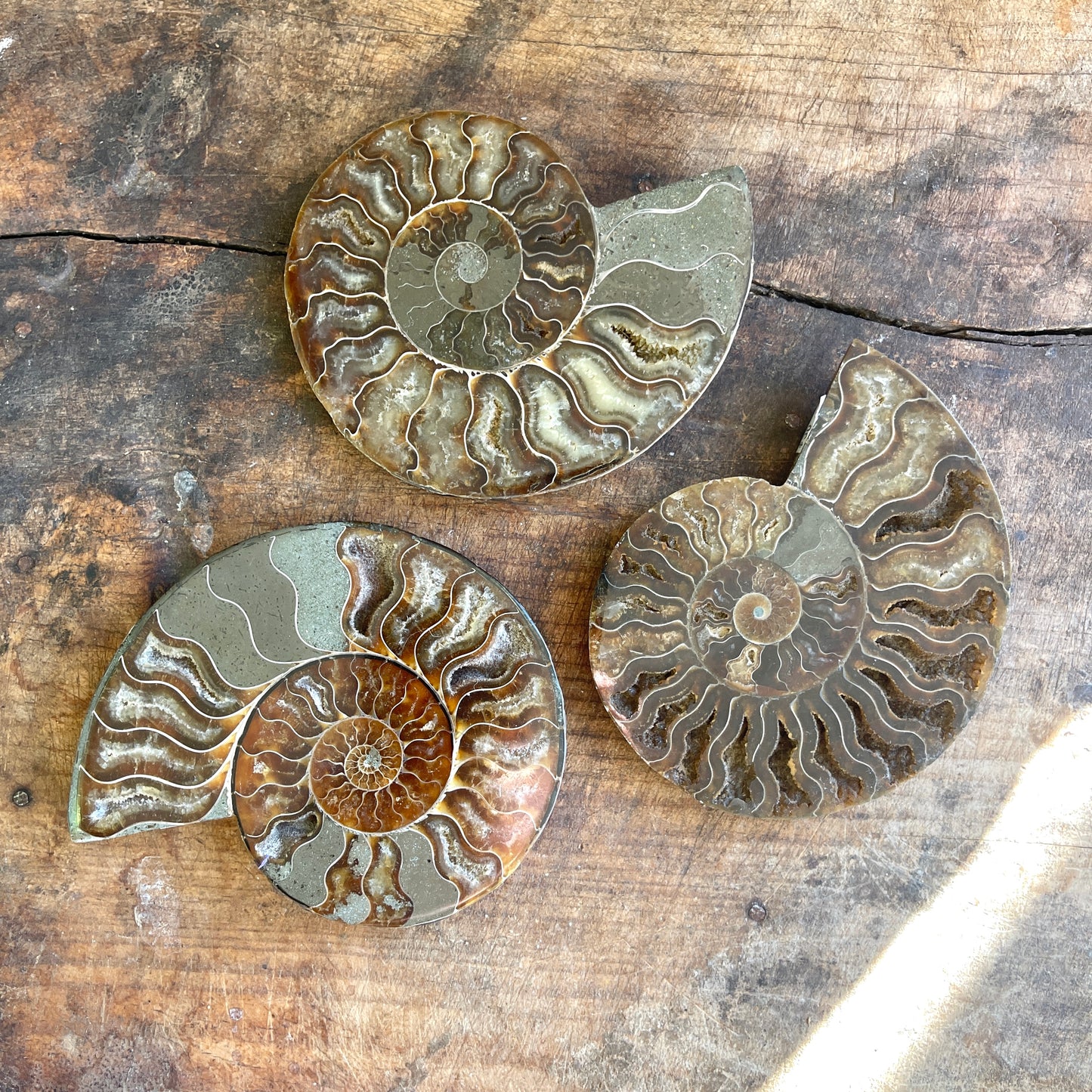 Three ammonite fossils on a wooden surface