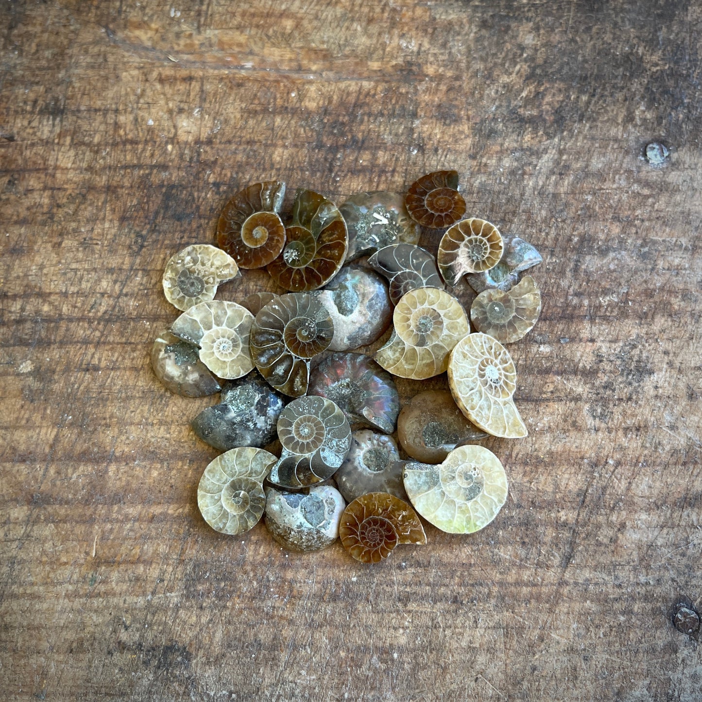 Collection of ammonite fossils on a wooden surface