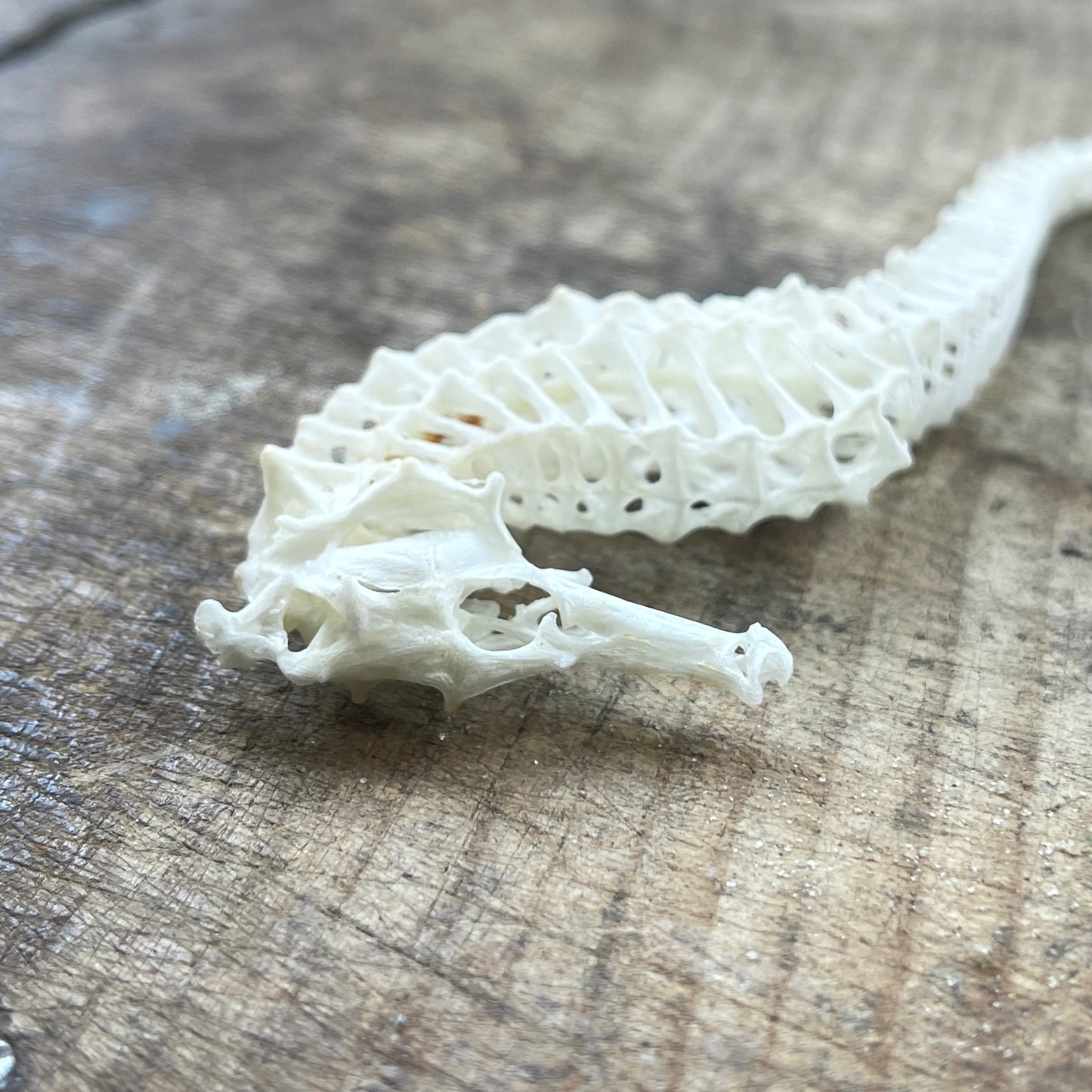 Seahorse skeleton on a wooden surface
