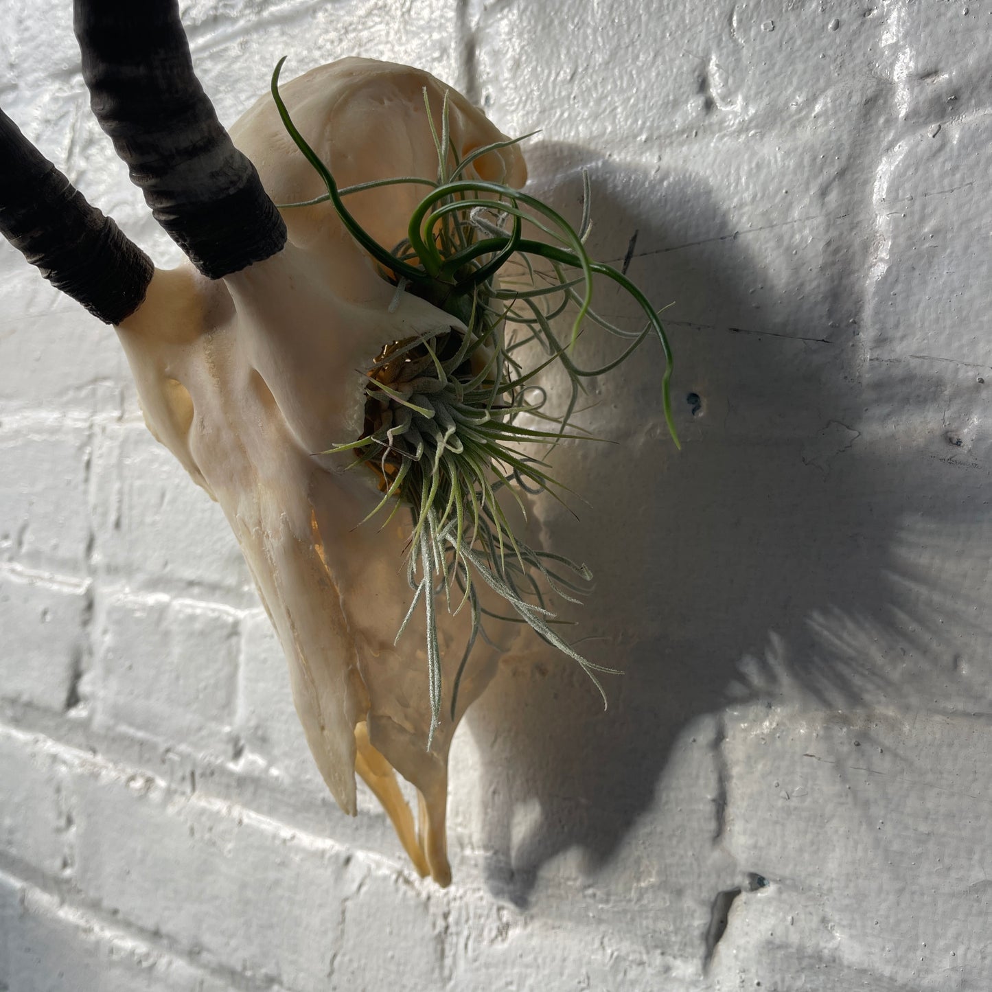 Female springbok skull with airplants in an eye socket on a white brick wall