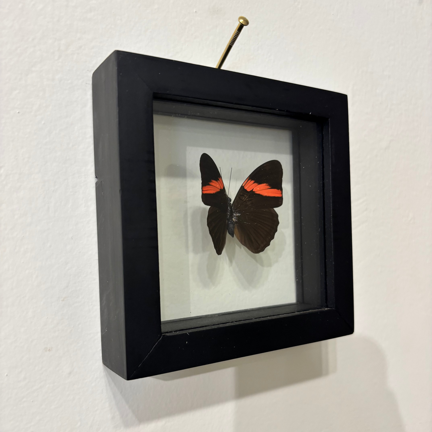 A black square shadow box frame with a mounted butterfly specimen inside, hanging on a white wall with a nail visible at the top.