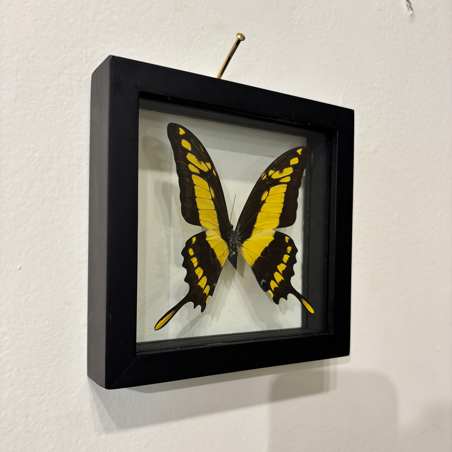 black and yellow butterfly in a black frame hanging on a white wall.