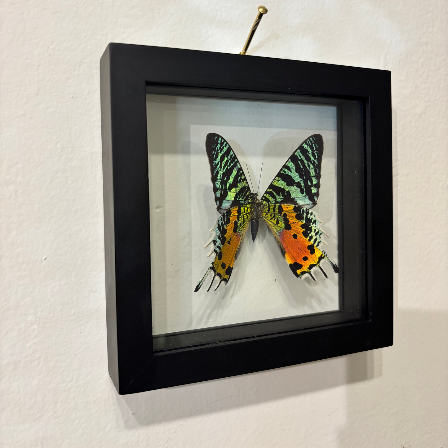 brightly colored orange, green, and black butterfly inside a black frame on a white wall
