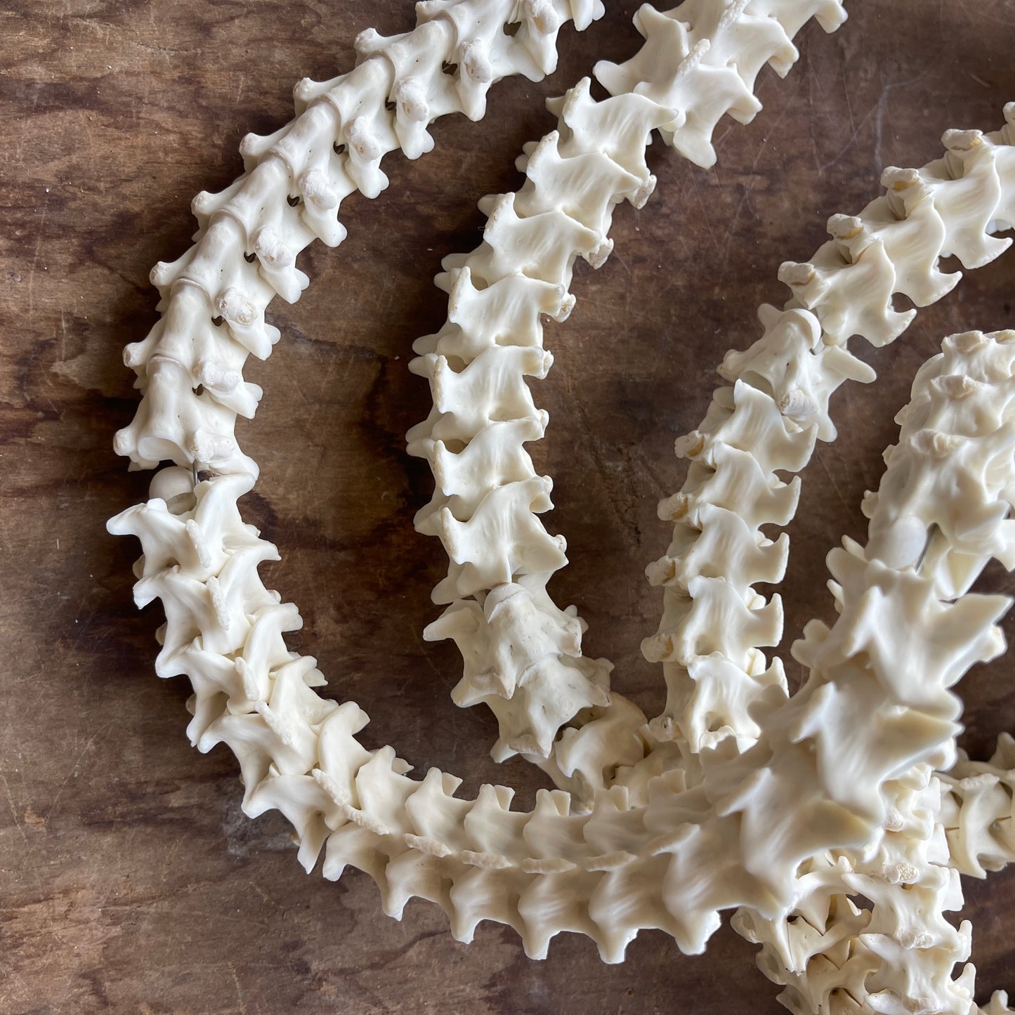 Close-up of articulated snake vertebrae on a wooden surface