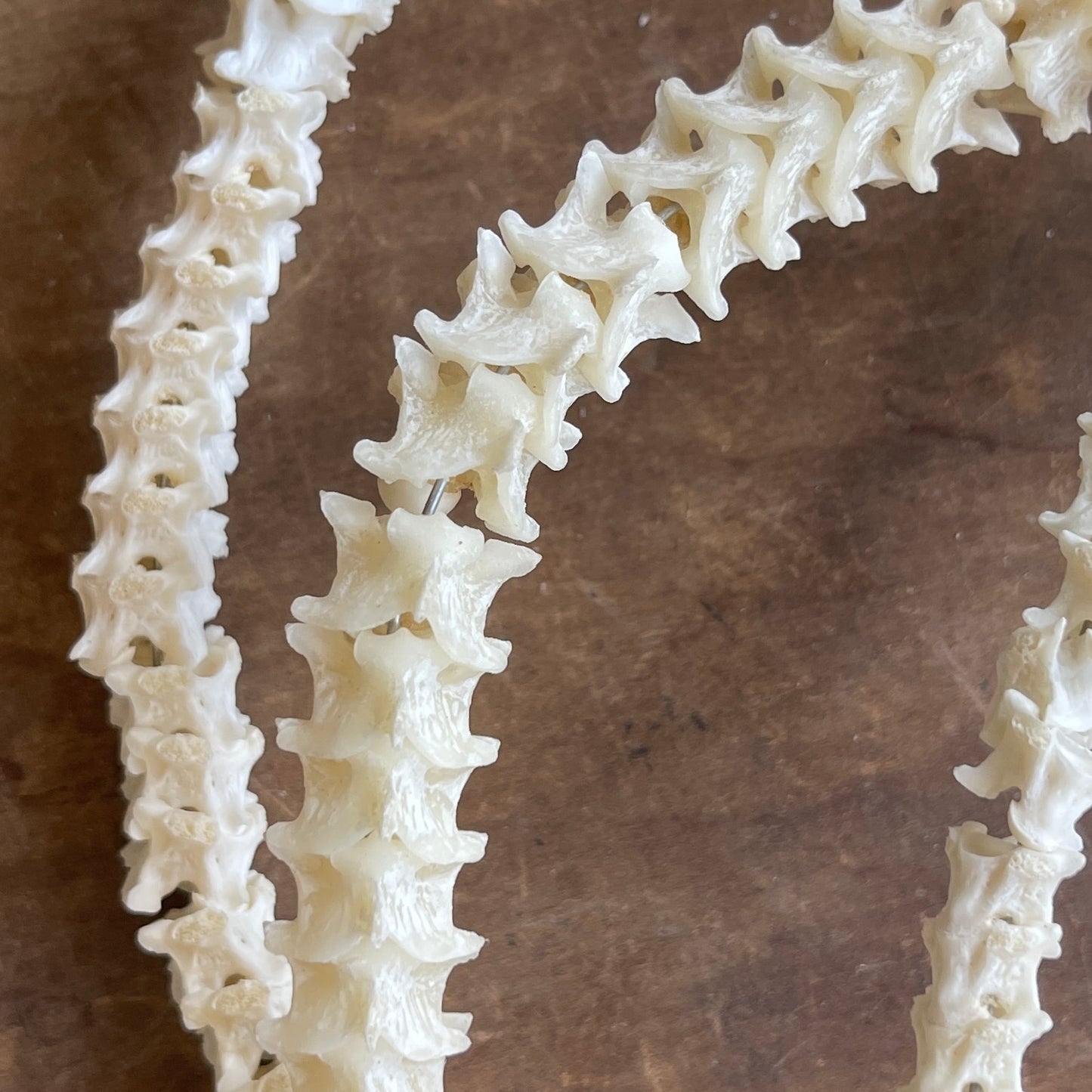 Snake Vertebrae Garland | Small