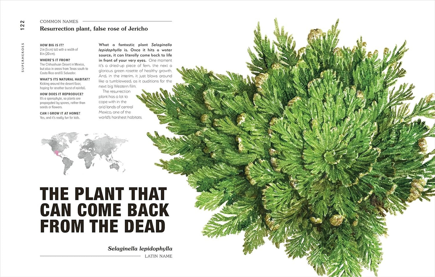 Close-up of a green plant with text about resurrection plant on a white background
