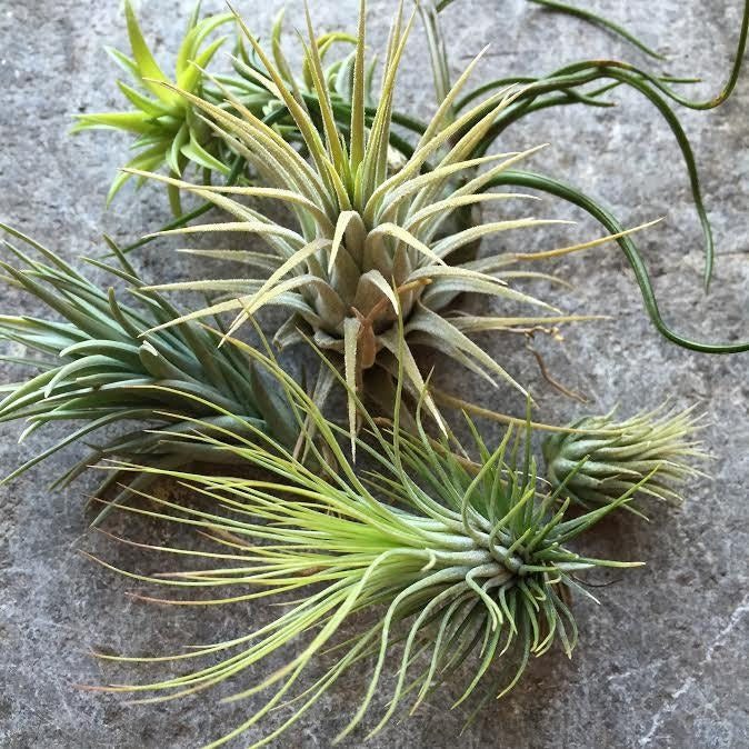 Tillandsia | Airplant Bundle image 1