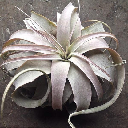 xerographica plant on dark background