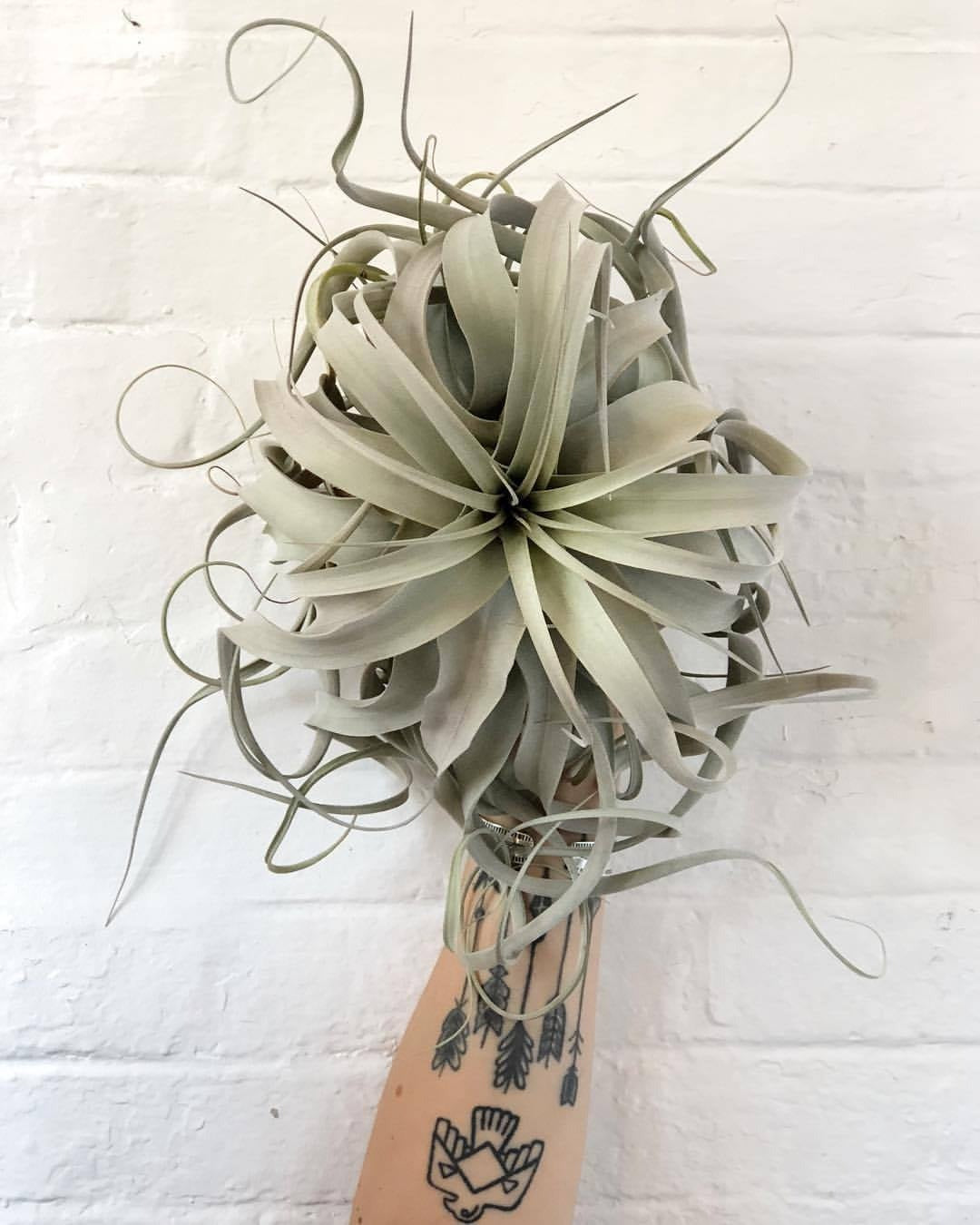 arm with tattoos holding xerographica plant against white background