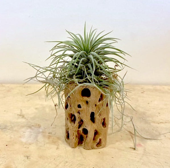 A cholla wood holder with an airplant placed on a beige surface, with a plain white wall in the background.