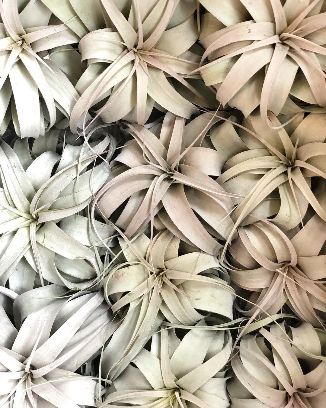 grouping of multiple xerographica plants