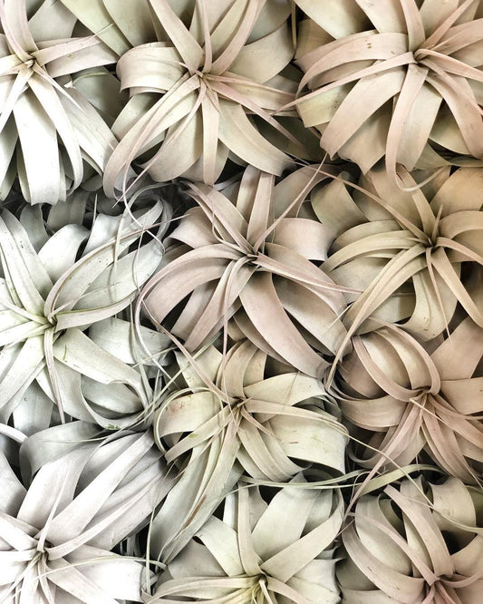 grouping of multiple xerographica plants