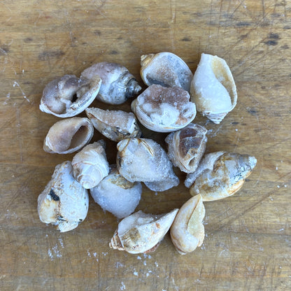 A collection of fossilized druzzy shells on a wooden surface, appearing gray and encrusted with quartz.