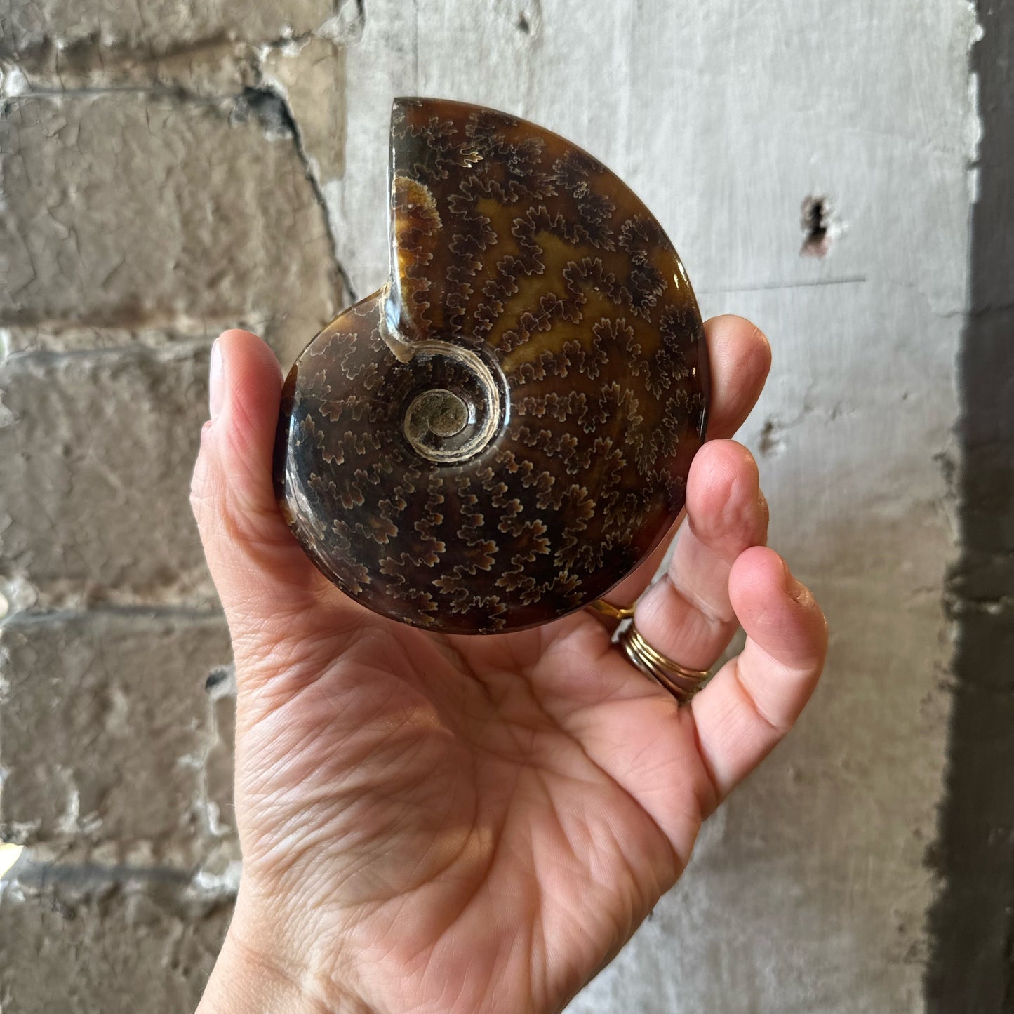 hand holding polished ammonite