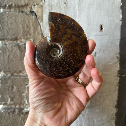 hand holding polished ammonite