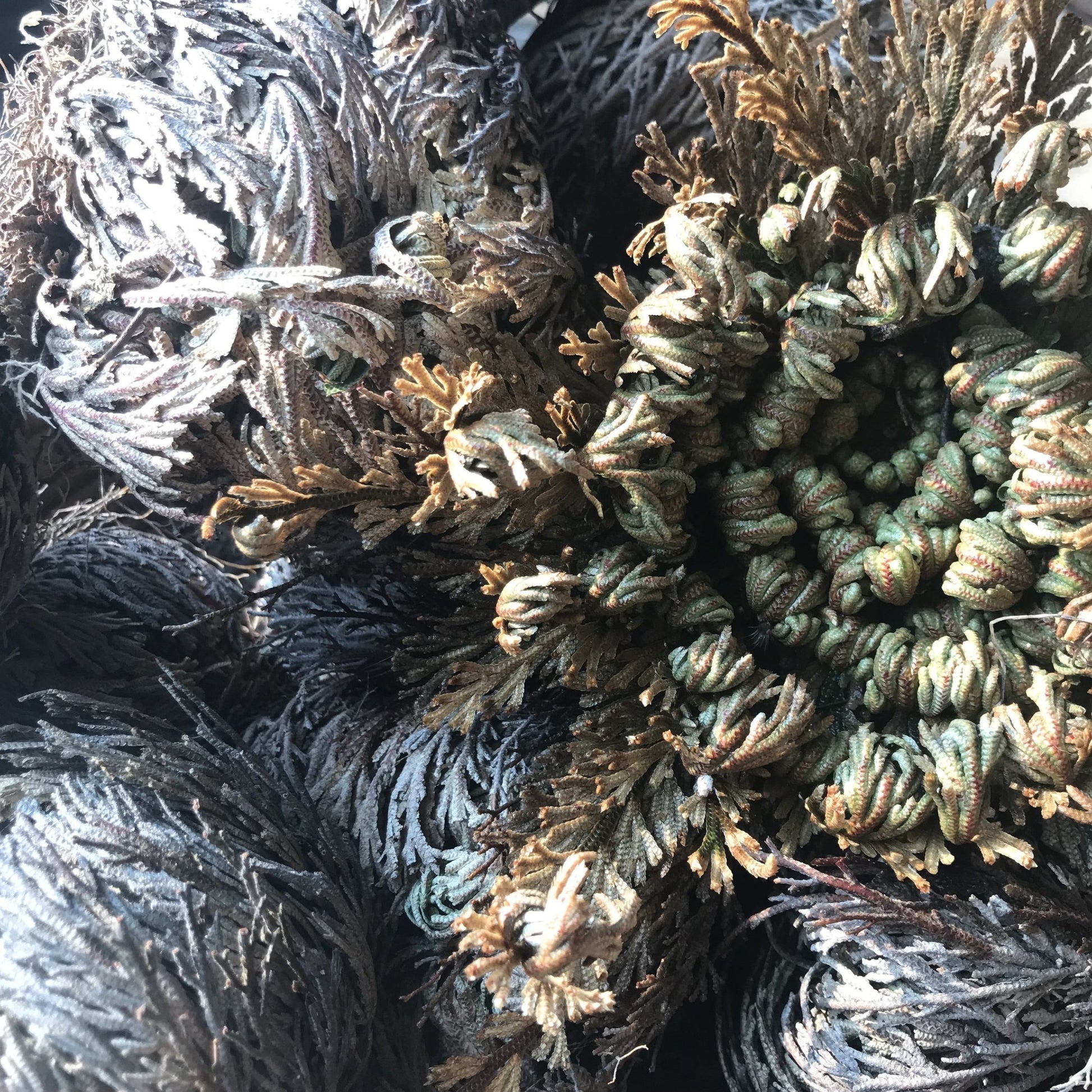 Close-up of the Rose of Jericho plant, showing its dried, curly leaves in various shades of brown and gray.