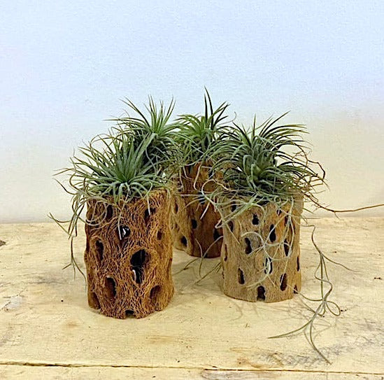 A grouping opf cholla wood holders with an airplant placed on a beige surface, with a plain white wall in the background.