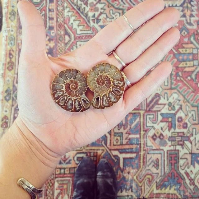 Two ammonite fossils held in an open hand against a patterned background