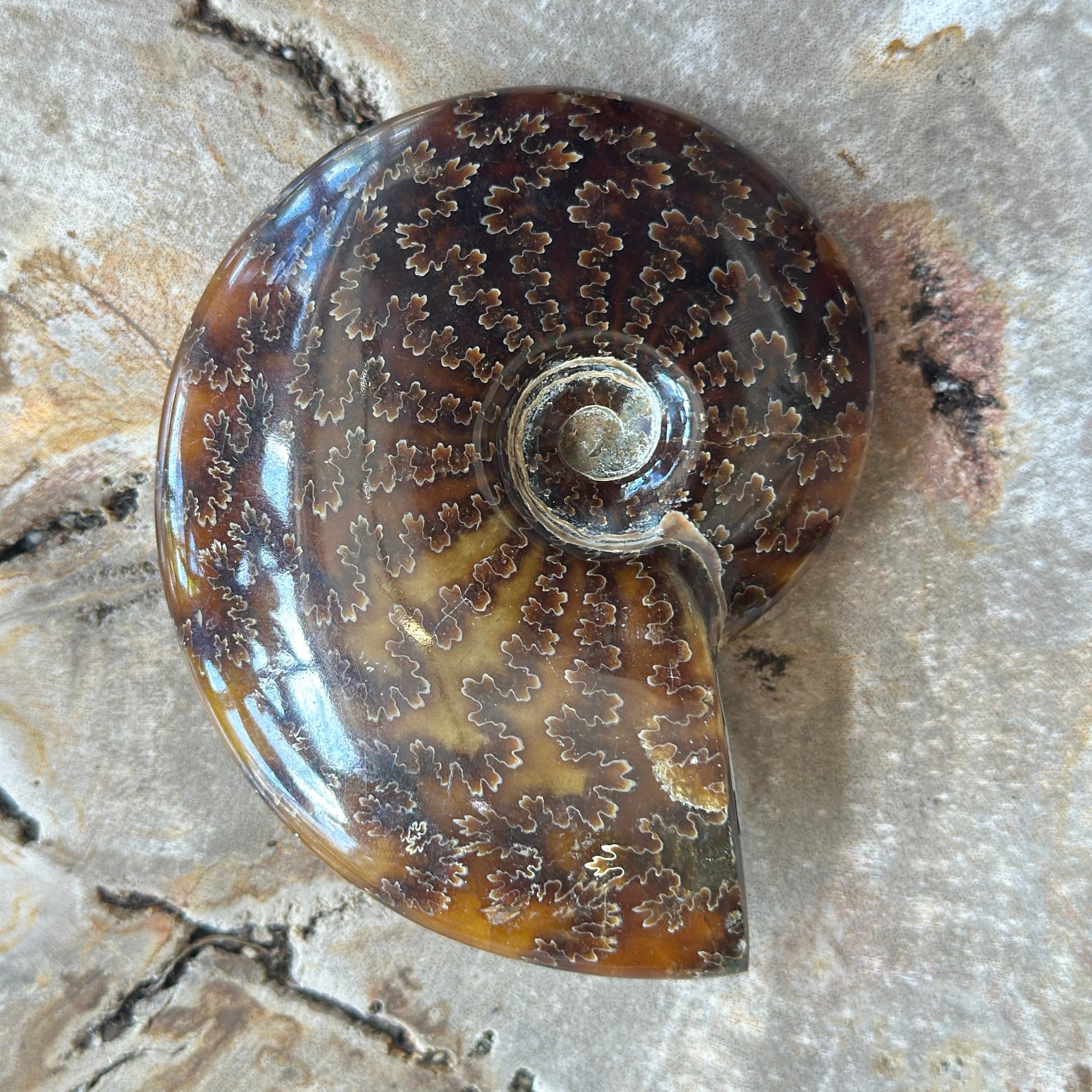 Polished Ammonite 