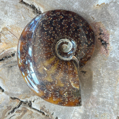 Polished Ammonite 