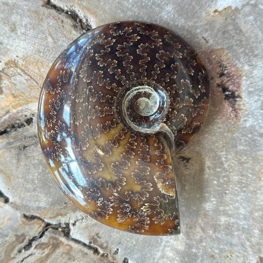 Polished Ammonite 