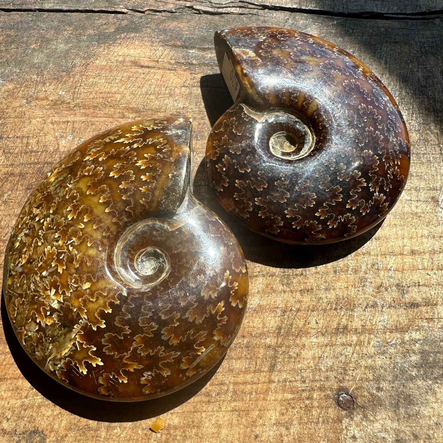 2 Polished Ammonites on wooden surface