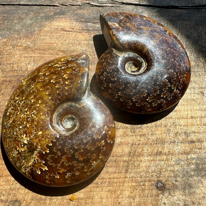 2 Polished Ammonites on wooden surface