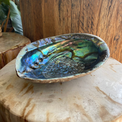 Abalone shell on a wooden surface with a wooden background