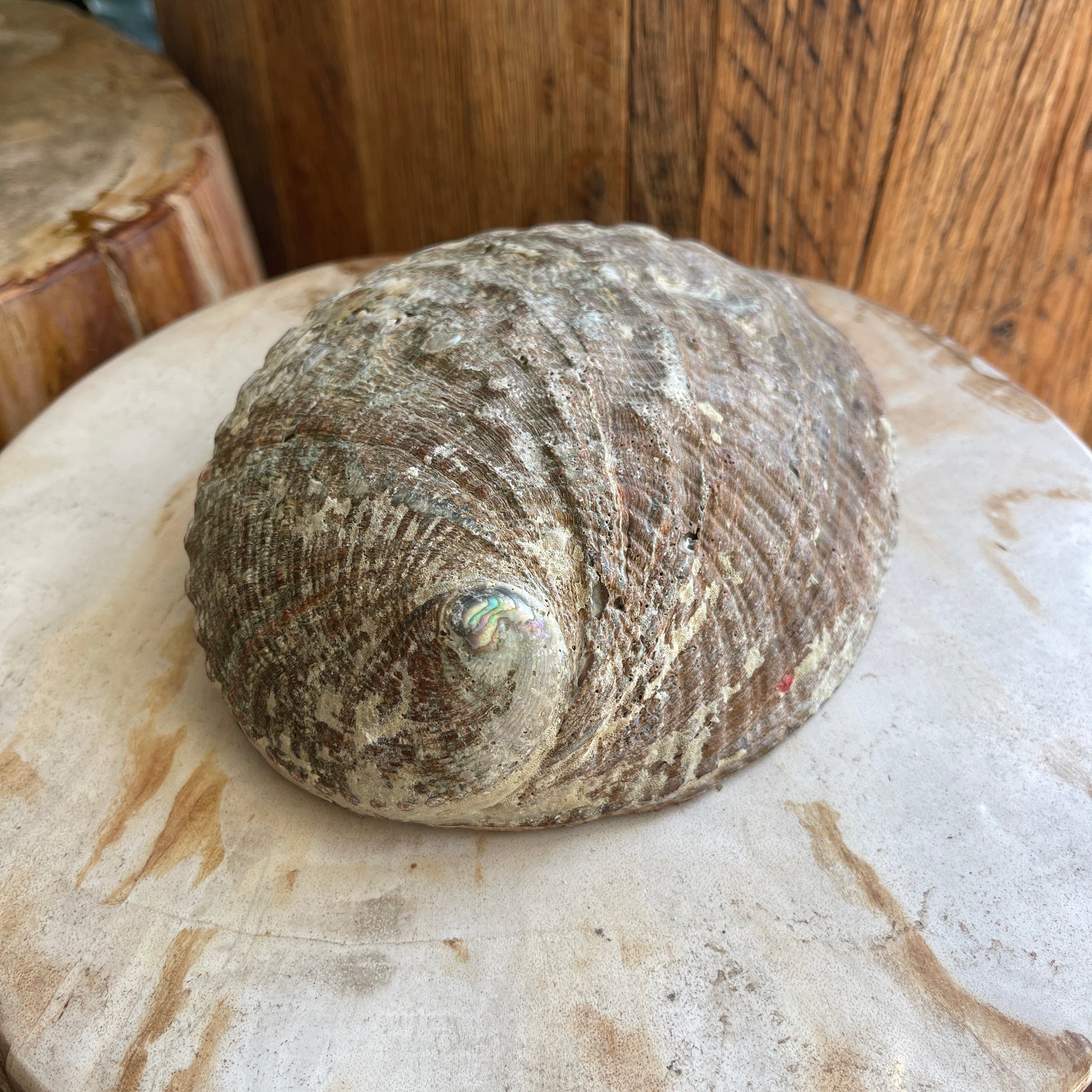 Large shell on a wooden surface with a wooden background
