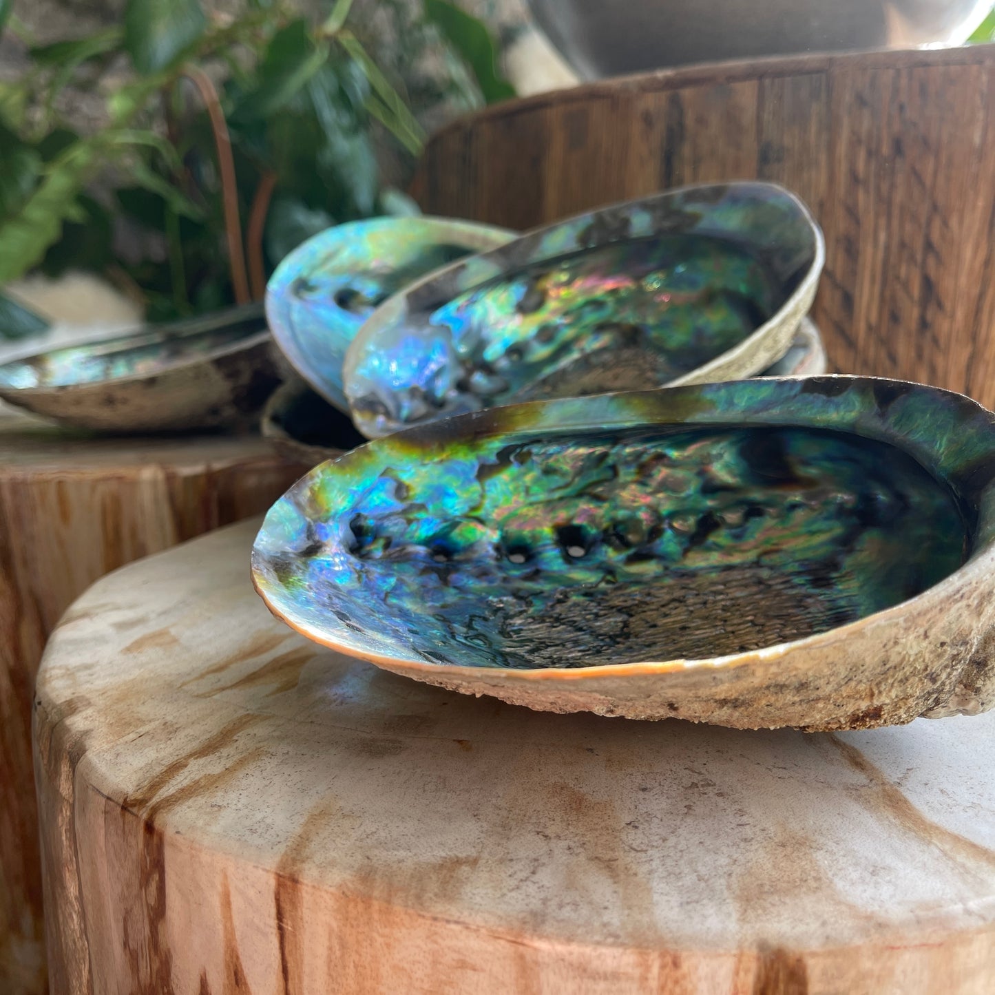 Iridescent shells on a wooden surface with a natural background