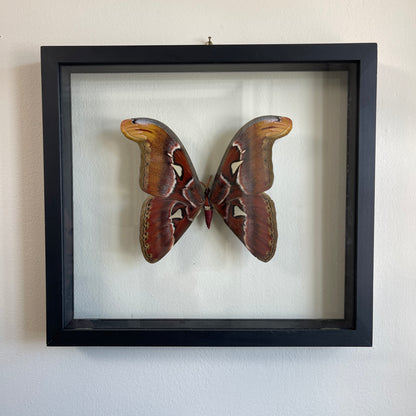 Framed butterfly on a white background