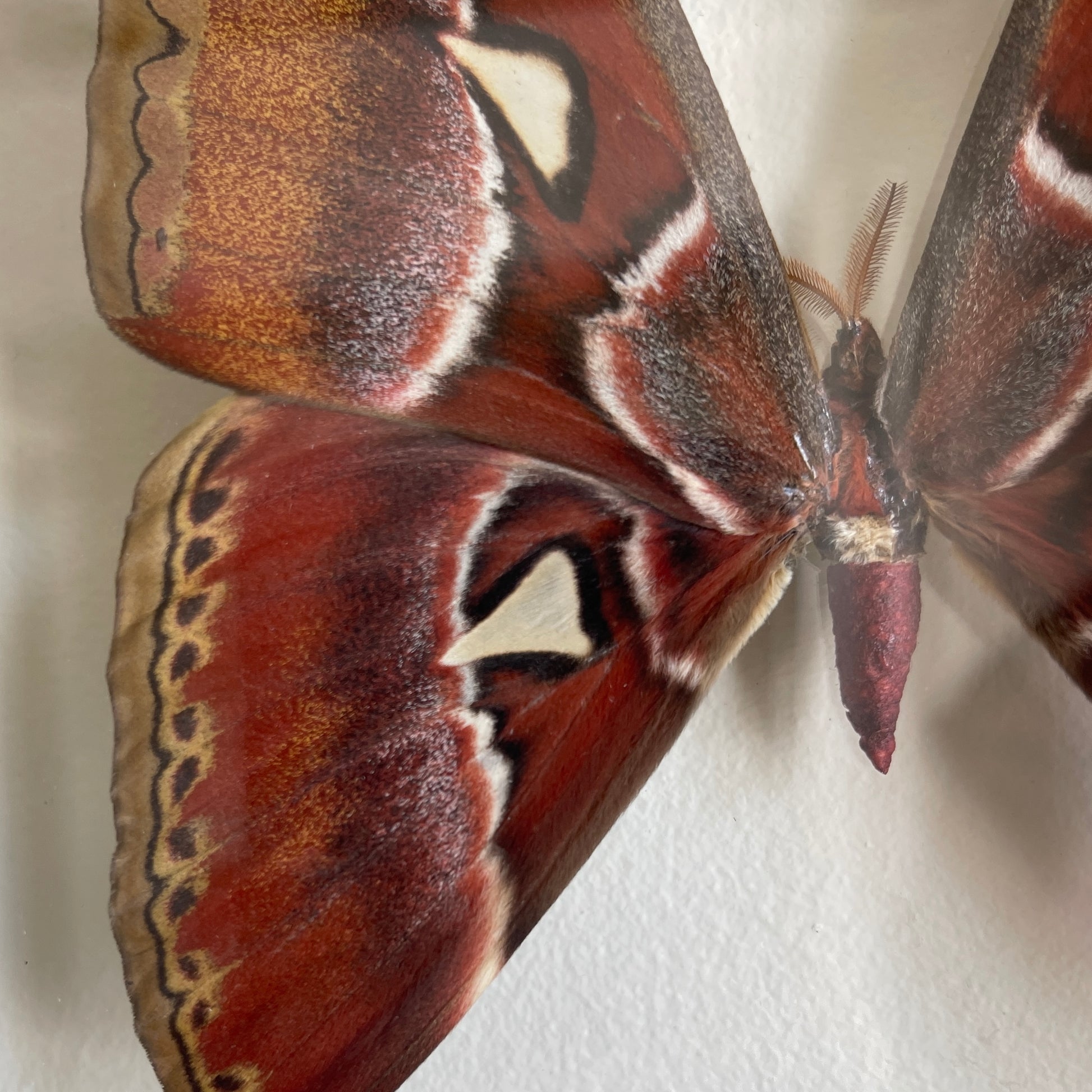 Close-up of a large moth with brown, white, and black wings on a light background