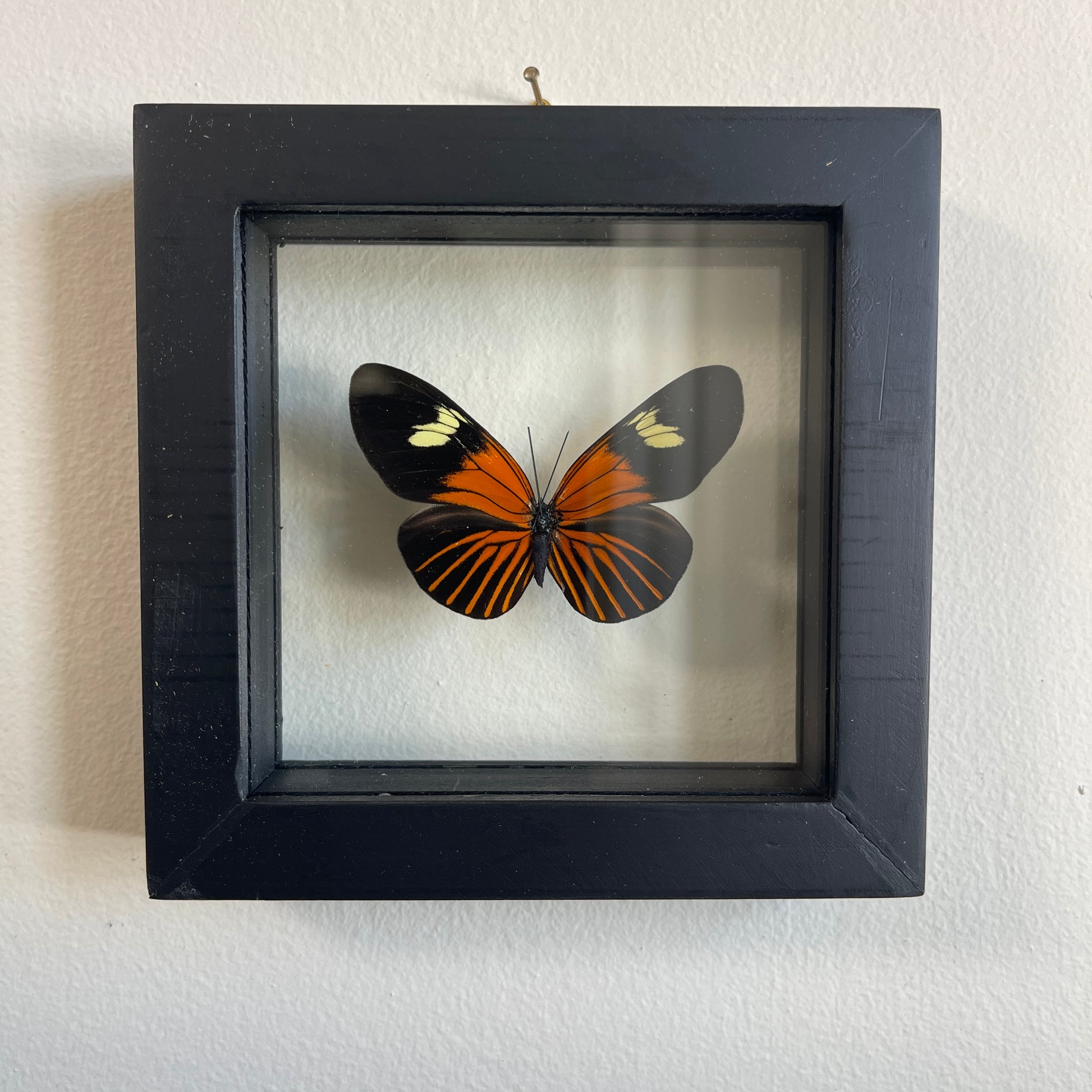 Butterfly in a black frame on a white wall