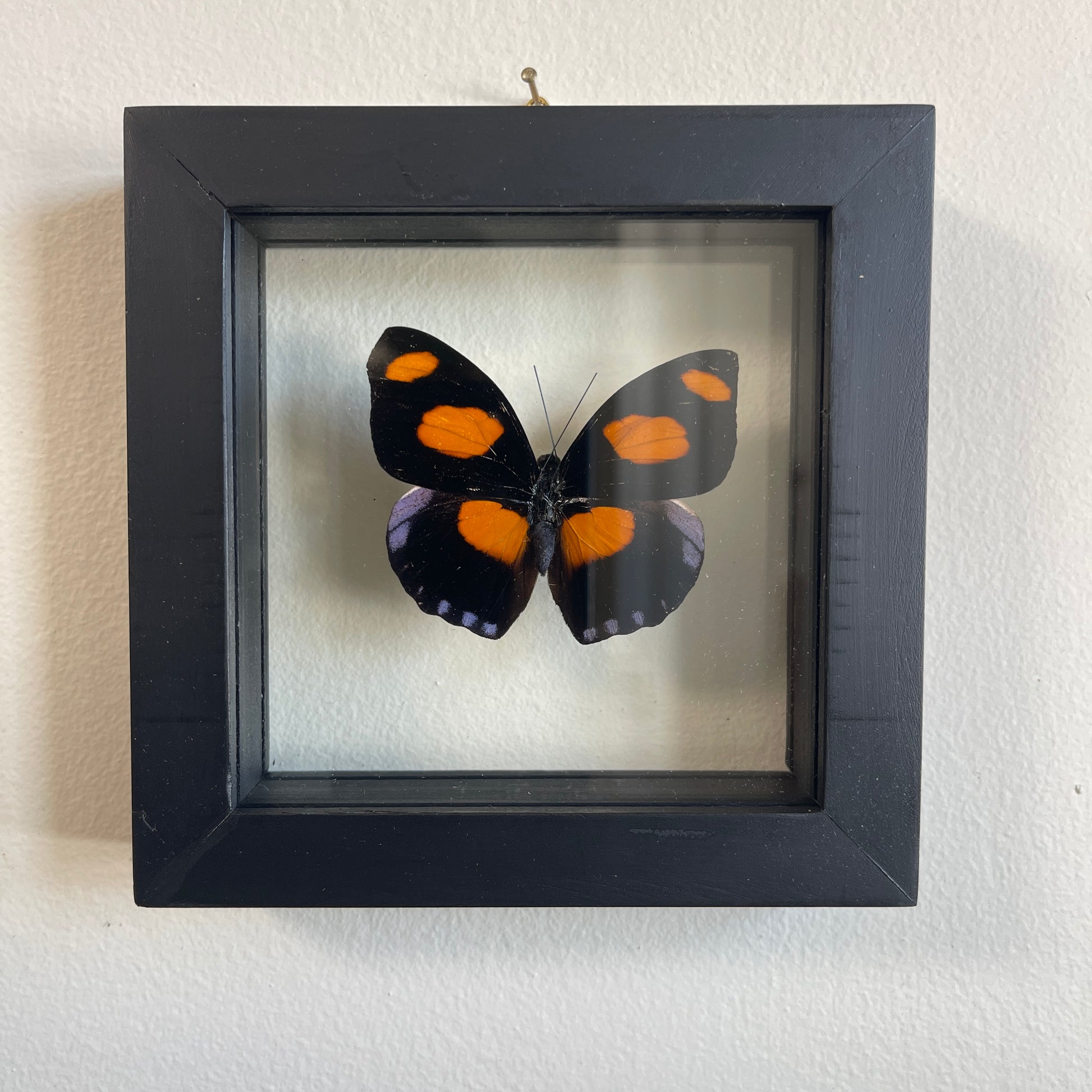 Framed butterfly with black and orange wings on a white wall