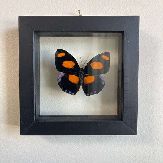 Framed butterfly with black and orange wings on a white wall