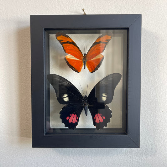 Two framed butterflies, one orange and black, one black with red accents, on a white wall.