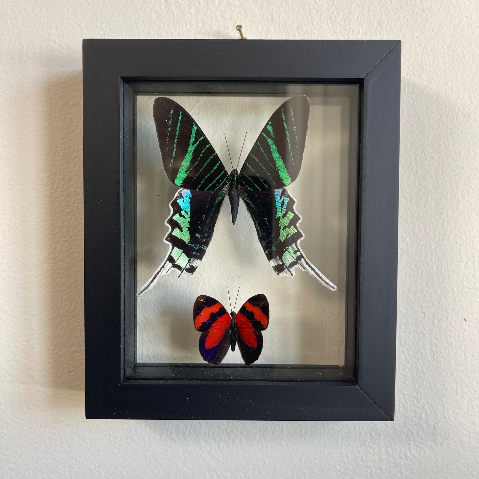 Two framed butterflies on a textured wall