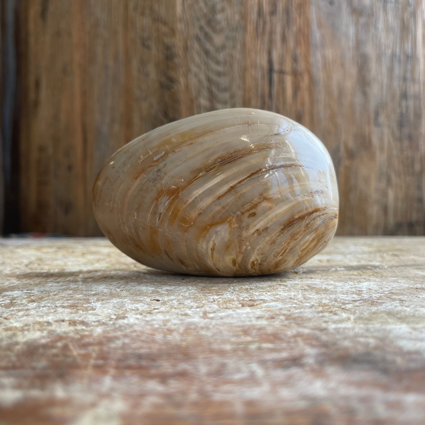 Fossilized clam shell on a wooden surface