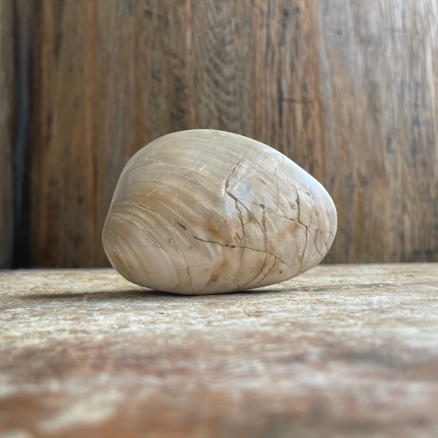 Fossilized clam shell on a wooden surface