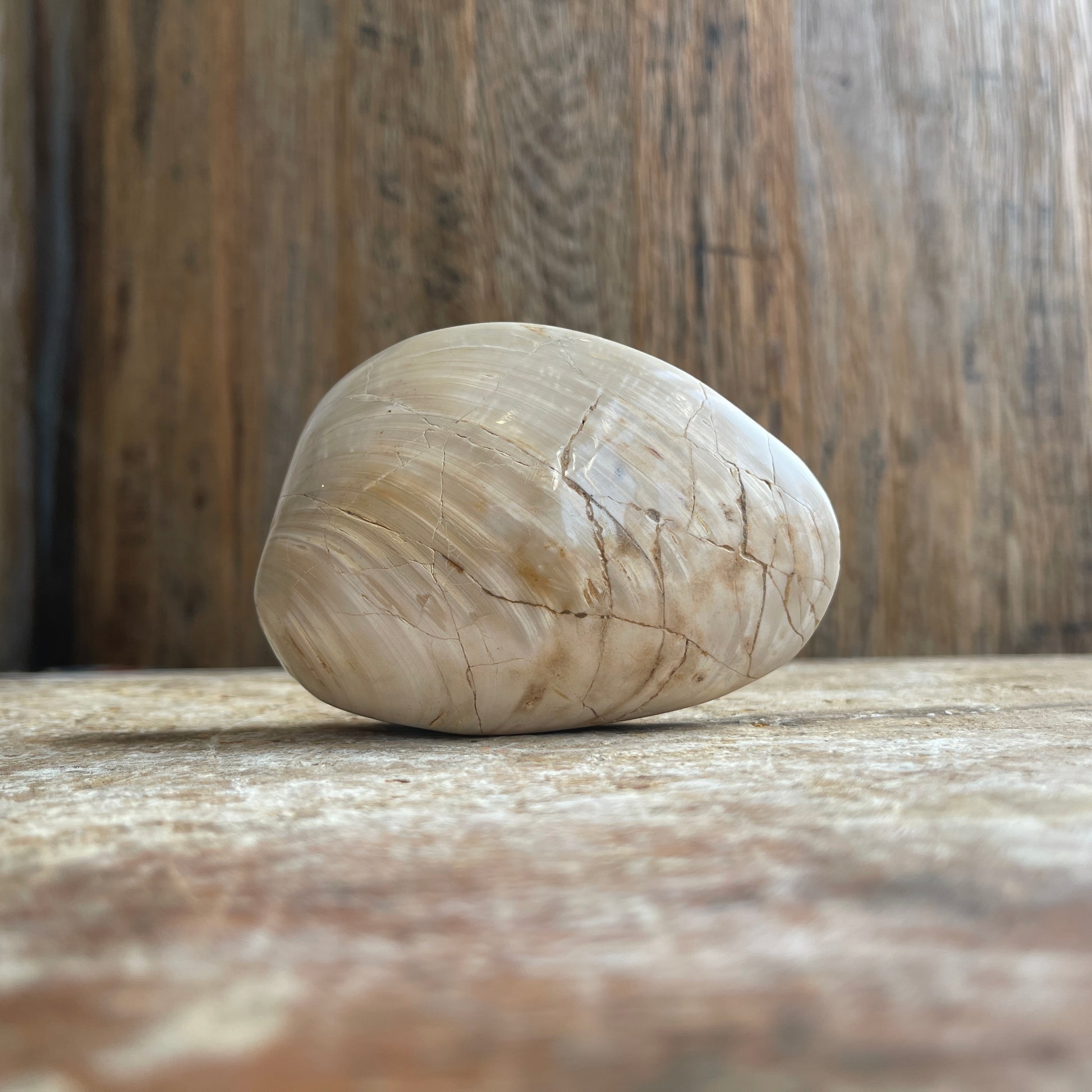 Fossilized clam shell on a wooden surface