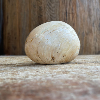 Fossilized clam shell on a wooden surface