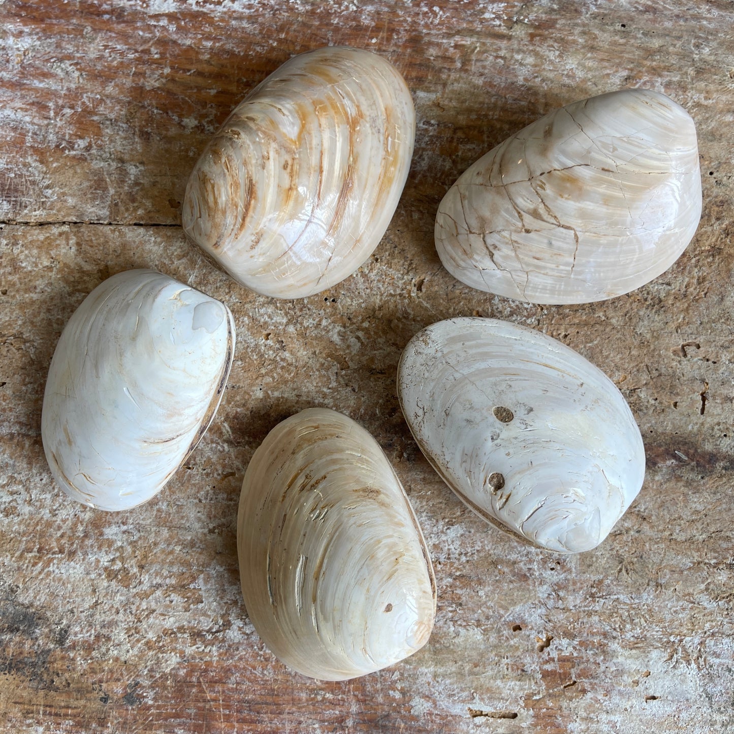 Five fossilized clam shells on a wooden surface