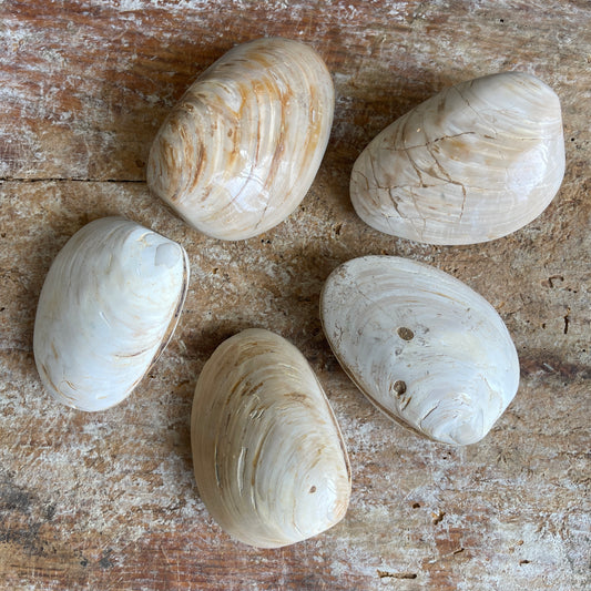 Five fossilized clam shells on a wooden surface