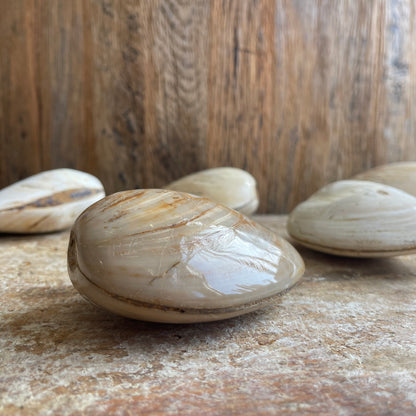 Five fossilized clam shells on a wooden surface
