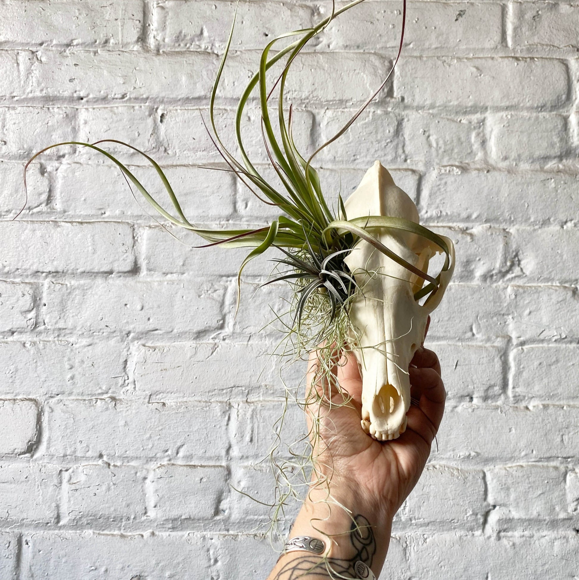 Hand holding a decorative skull with air plants against a white brick wall.