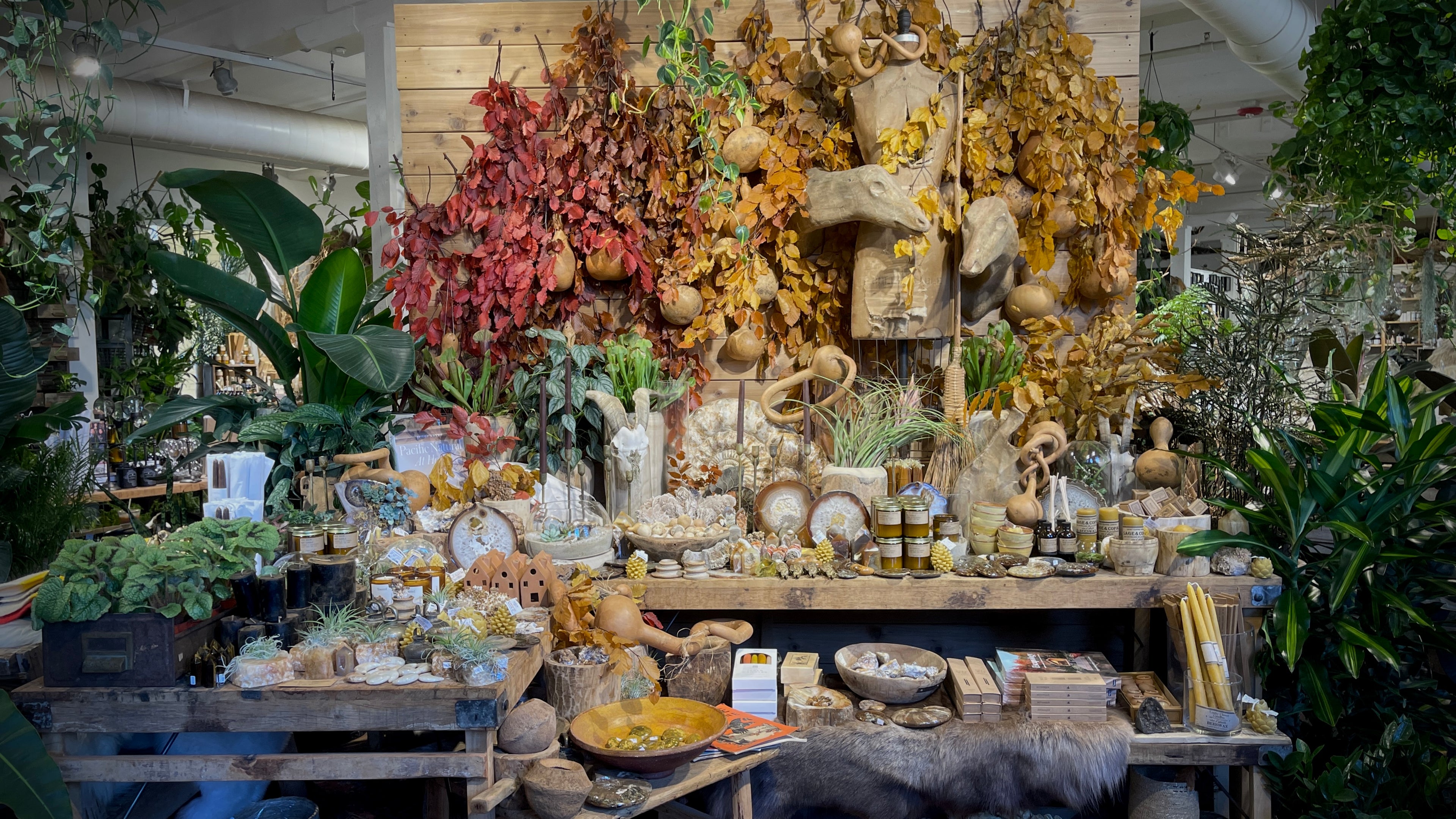 Display of decorative items including plants, jars, and wooden elements in a store setting.