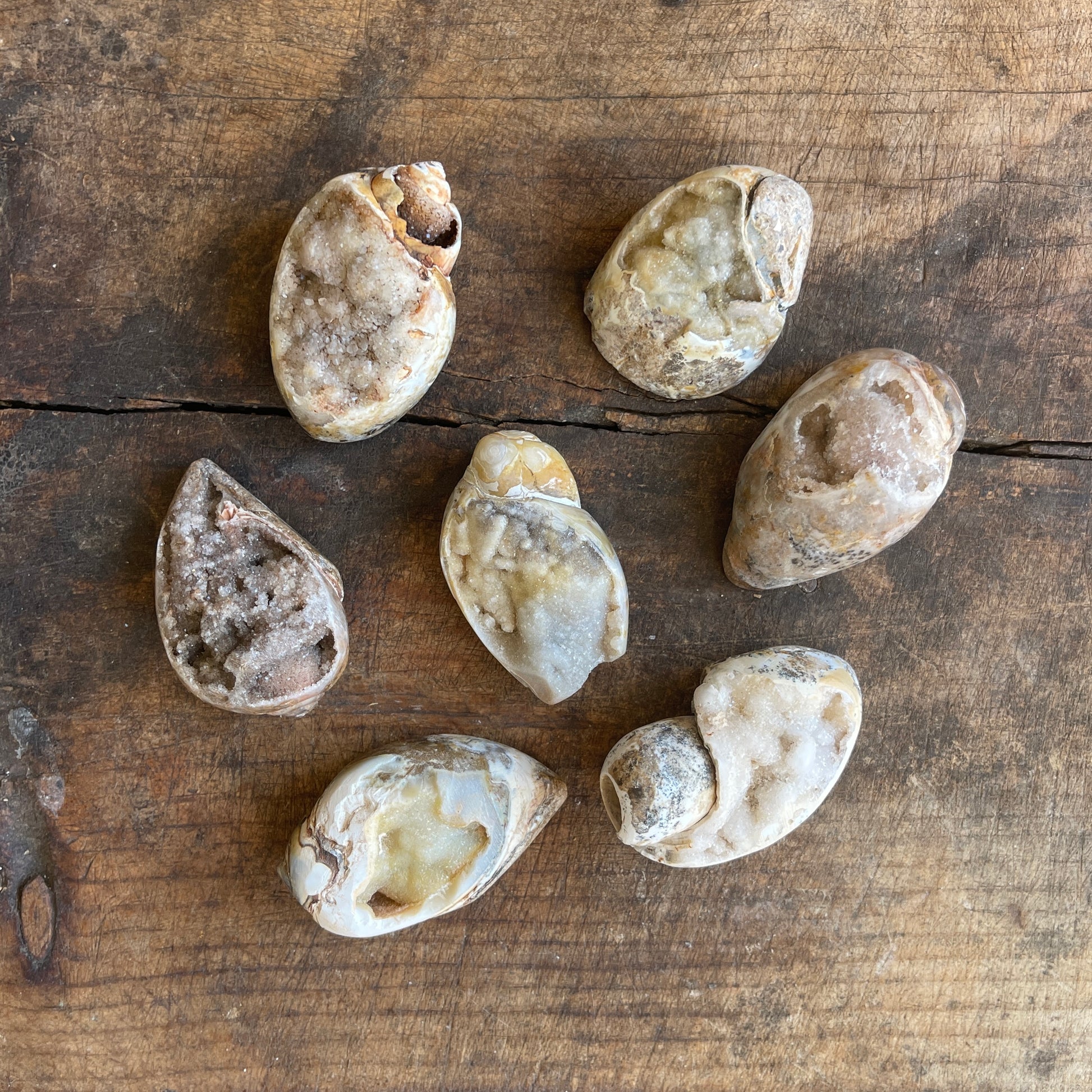 Seashells on a wooden surface